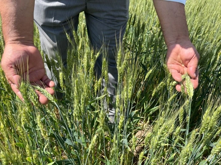 Açıklanan hububat fiyatları
