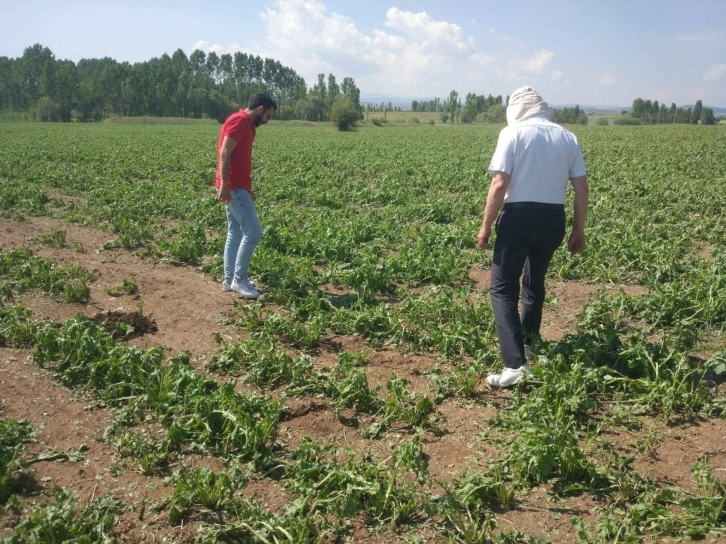 Çavdarhisar’da doludan zarar gören ekili alanlarda hasar tespit çalışmaları
