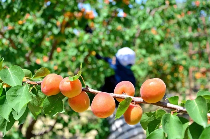 Denizli’de erkenci kayısı hasadı başladı
