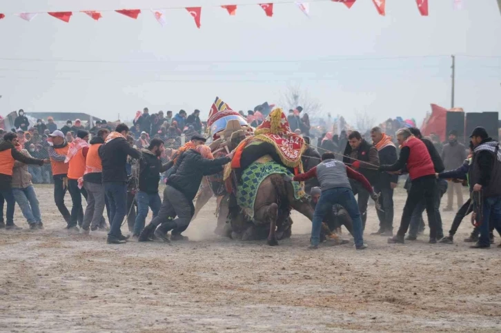 Efeler’de develer kıran kırana mücadele etti
