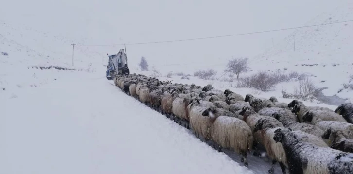 Esendere’de mahsur kalan 200 küçükbaş kurtarıldı
