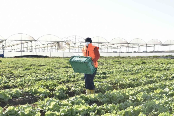 Kadınların ürettiği atom salatası market raflarında
