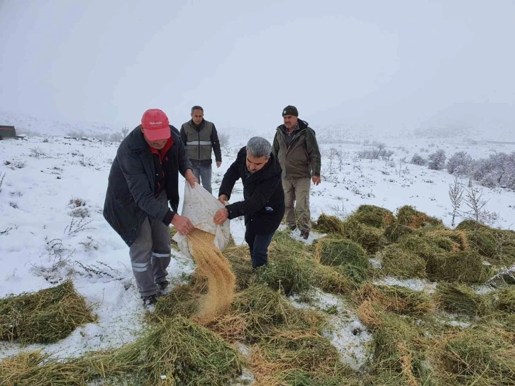 Karaman’da, Anadolu yaban koyunları ile yılkı atlarına yem desteği
