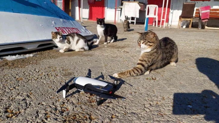 Kedilerin drone ile imtihanı
