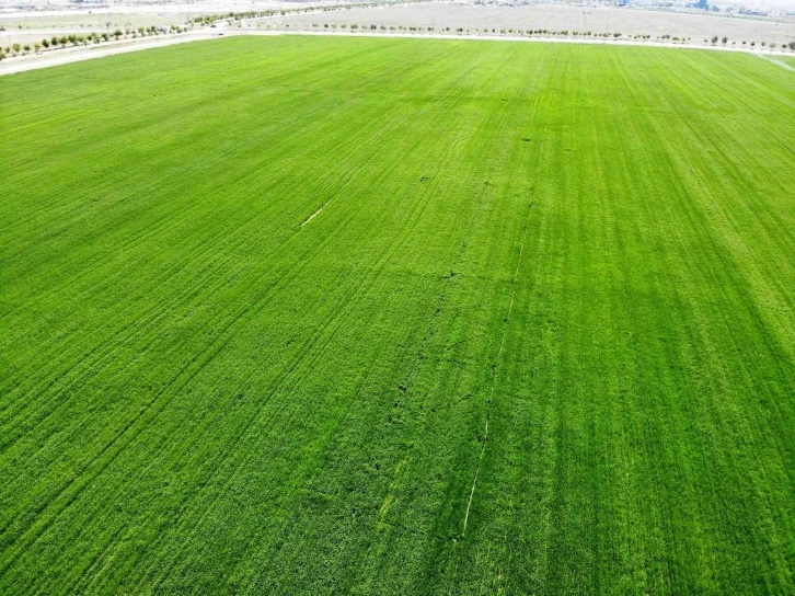 Konya’da yağışlar rekolteyi arttırıyor
