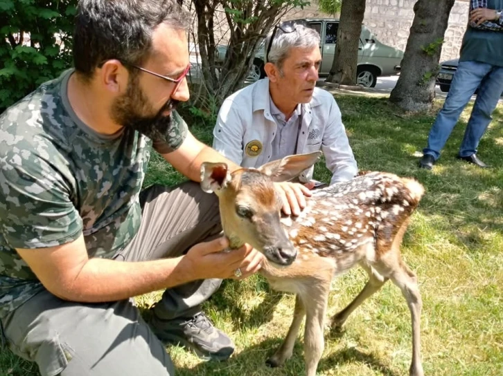 Köpeklerin saldırısına uğrayan kızıl geyik yavrusu tedavi altına alındı
