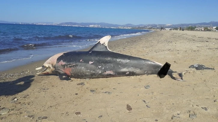 Kuşadası sahilinde nadir görülen deniz canlıları ölü olarak bulundu
