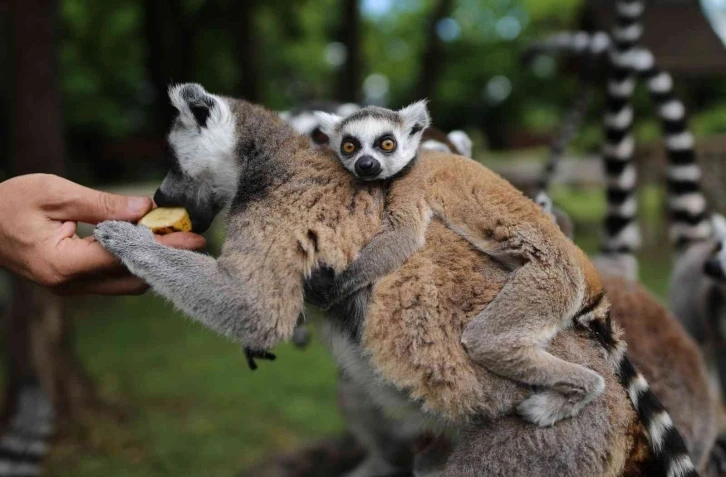 (Özel) Lemur ailesine katılan 6 yavru annesinin sırtından inmedi
