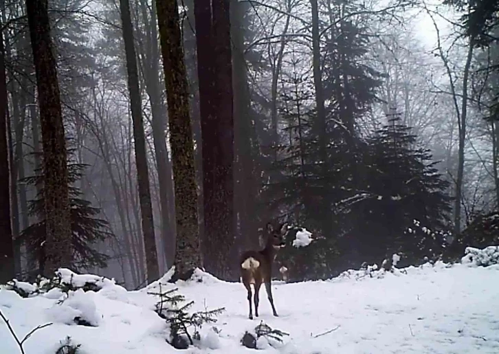 Samsun’da yaban hayatı fotokapana yakalandı
