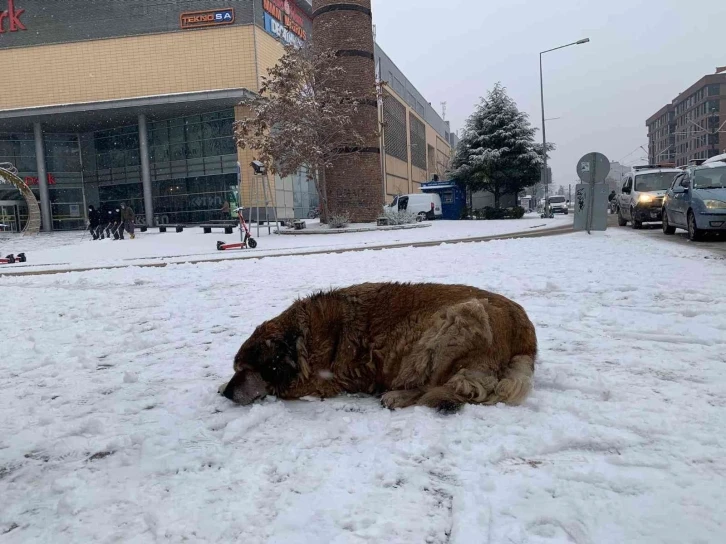 Sokak hayvanlarının karla mücadelesi başladı
