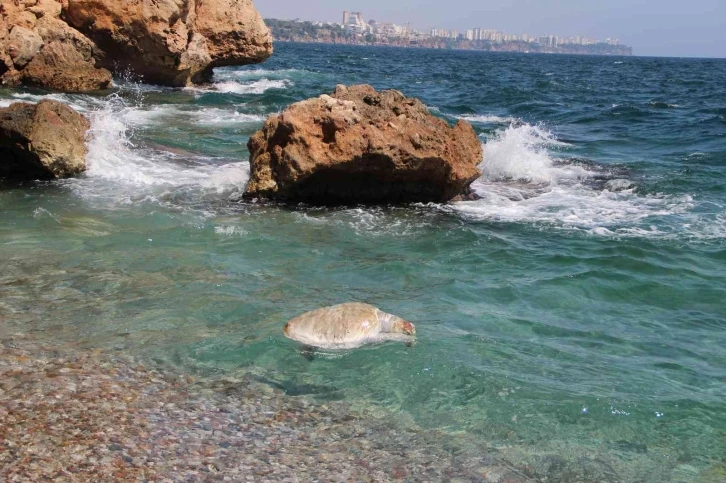 Su sporları araçlarına, caretta caretta  uyarısı
