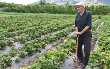 72 yaşındaki çilek üreticisinden gençlere çağrı
