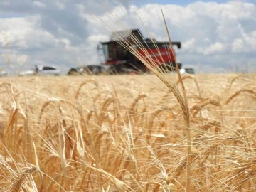 Arpanın merkezi Edirne’de verim üreticinin yüzünü güldürüyor
