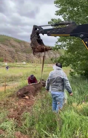 Çamura saplanan inek iş makinesi ile kurtarıldı
