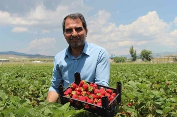 Devlet desteğiyle çilek bahçesi kurdu, hedefini 24 tona çıkardı
