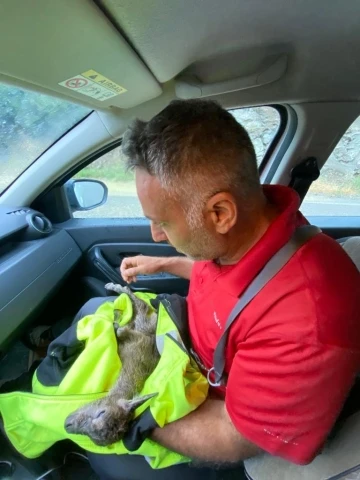 Doğa fotoğrafçısı yeni doğan dağ keçisini hayatta tutmak için her yolu denedi
