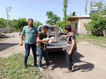 Iğdır’da yaralı leylek yavrusu tedavi altına alındı
