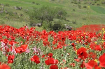 Iğdır’ın yüksek kesimlerinde bahar güzelliği
