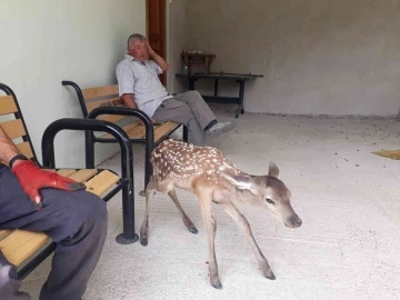 Nallıhan’da saldırıya uğrayan yavru ceylan vatandaşlar tarafından kurtarıldı
