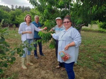 Şaphane’de meyvelerde numune ve denetim çalışmaları
