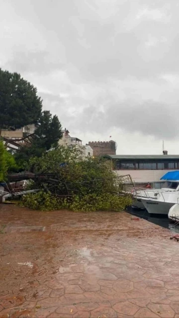 Sinop’ta fırtına ağaç yıktı
