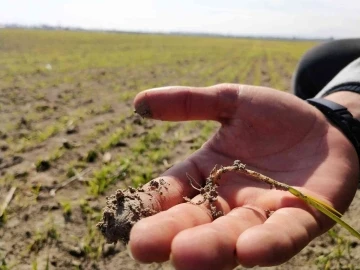 Yağışlar yüz güldürüyor, rekolte artışı bekleniyor
